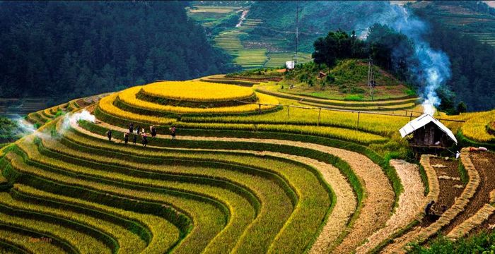 Bí quyết đi Hà Giang săn mùa vàng - Nhớ mãi mùa lúa chín trên cao nguyên đá