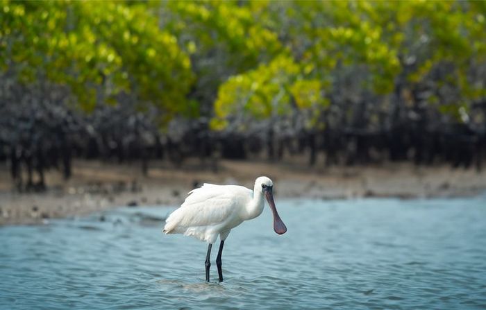 Vườn quốc gia Xuân Thủy, một trong những khu vực RAMSAR duy nhất tại Nam Định, đã chứng tỏ sự quan trọng và đặc biệt của mình.