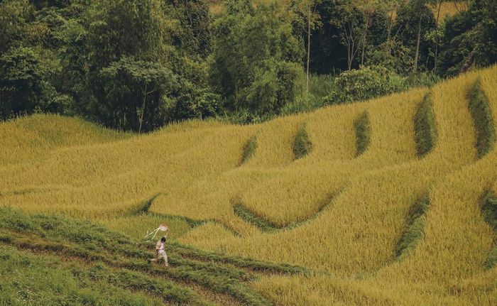 Bí quyết khám phá Hà Giang trong mùa vàng - Nhớ mãi mùa lúa chín trên cao nguyên đá 3