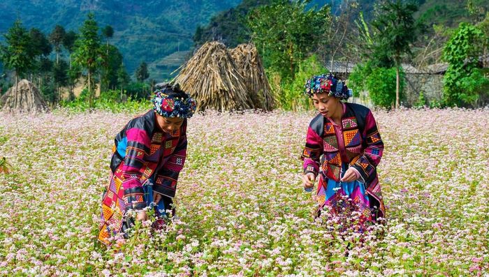 Rút ra kinh nghiệm du lịch Mèo Vạc - Hà Giang, vui chơi quên đường về 5