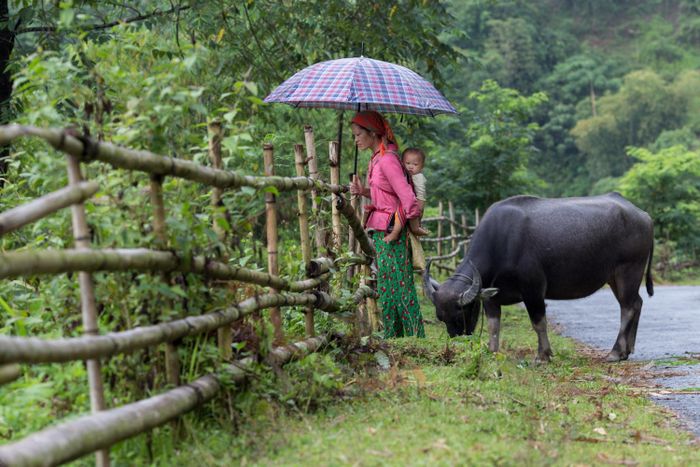 Kế hoạch trekking và trải nghiệm văn hóa bản địa ở Hoàng Su Phì 11