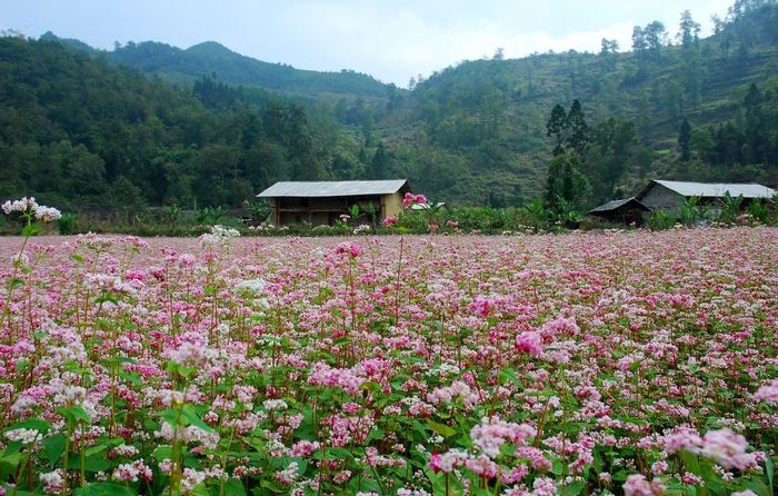 Lịch trình Hà Giang tự túc 3 ngày 2 đêm khám phá mọi điểm đến hấp dẫn.