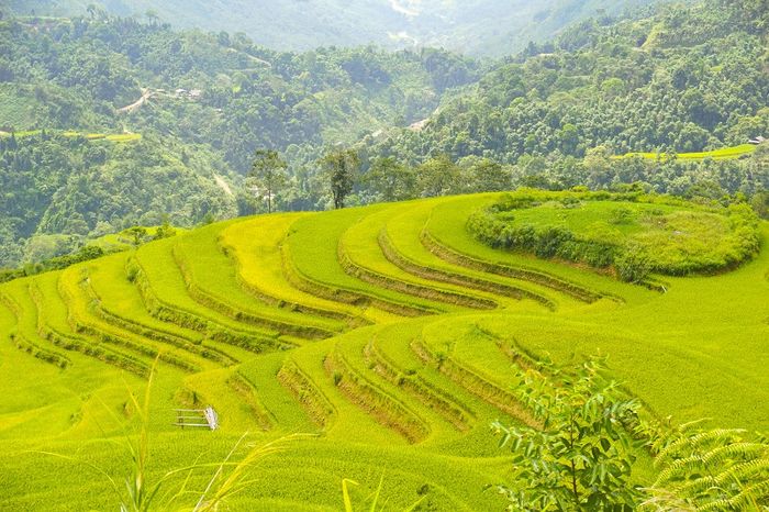 Kinh nghiệm du lịch Hà Giang săn mùa vàng - Lưu giữ kỷ niệm về mùa lúa chín trên cao nguyên đá 8