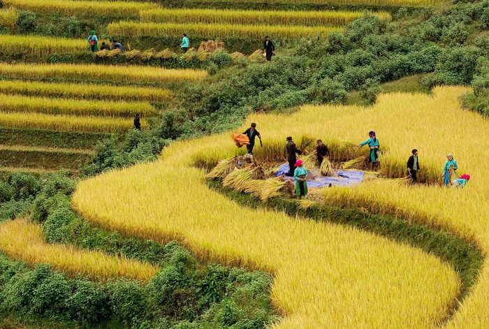 Bí quyết du lịch Hà Giang săn mùa vàng - Nhớ mãi mùa lúa chín trên cao nguyên đá 4