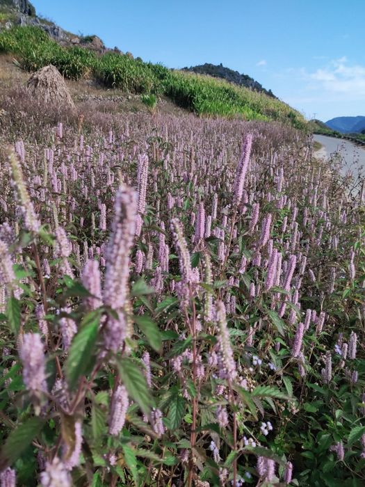 Về mùa hoa bạc hà ở Hà Giang, bạn còn có cơ hội thu hoạch mật ong rừng nguyên chất.