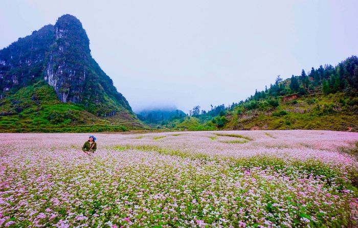 Kinh nghiệm quan trọng khi đi du lịch Hoàng Su Phì - Hà Giang tự túc