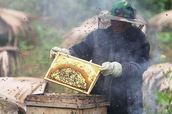 Đến mùa hoa bạc hà Hà Giang, bạn có thể thu hoạch mật ong rừng nguyên chất.