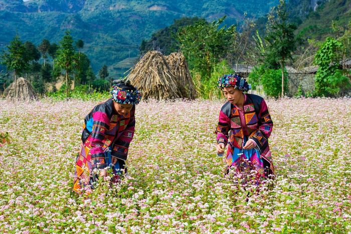 Trải nghiệm đầy lãng mạn khi khám phá Hà Giang và ngắm nhìn hoa tam giác mạch