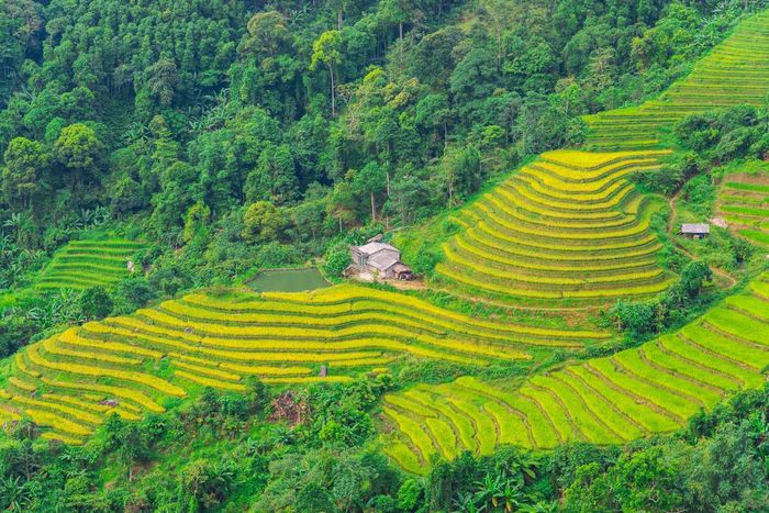 Kế Hoạch Trekking và Trải Nghiệm Văn Hóa Bản Địa ở Hoàng Su Phì 3