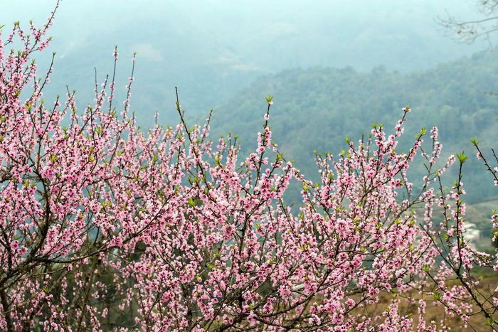 Bí quyết săn hoa đào Hà Giang tháng 3 cho du khách mới chi tiết nhất 7