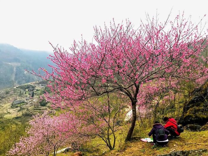 Bí quyết săn hoa đào Hà Giang tháng 3 cho du khách mới nhất 4