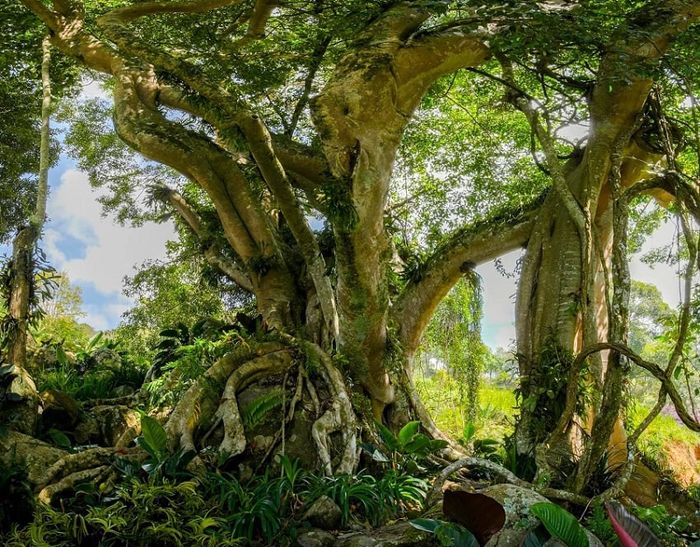 Du lịch Cao Nguyên Hoa Đà Lạt