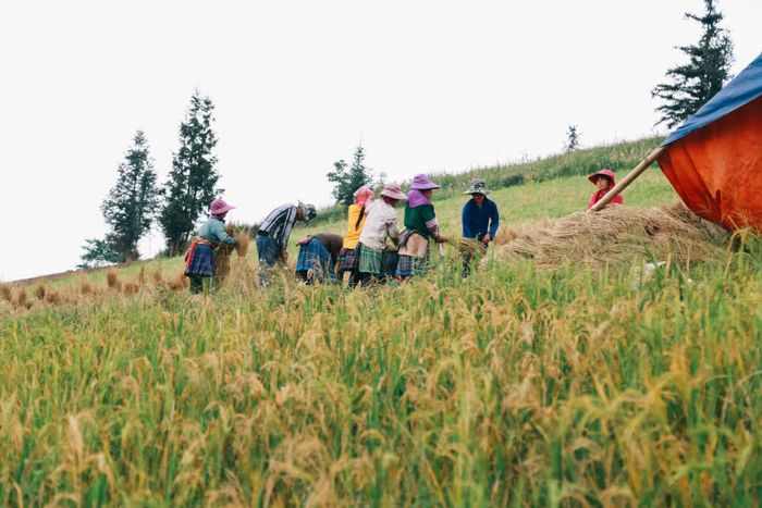 Nghỉ đêm tại Thảo nguyên Suôi Thầu trong không gian yên bình và lãng mạn