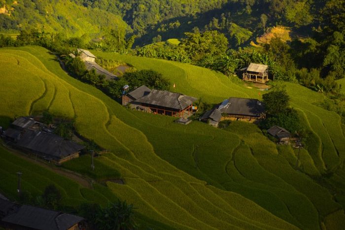 Mùa vàng tại Hoàng Su Phì rất lãng mạn qua những bức ảnh của bạn Thu Hương.