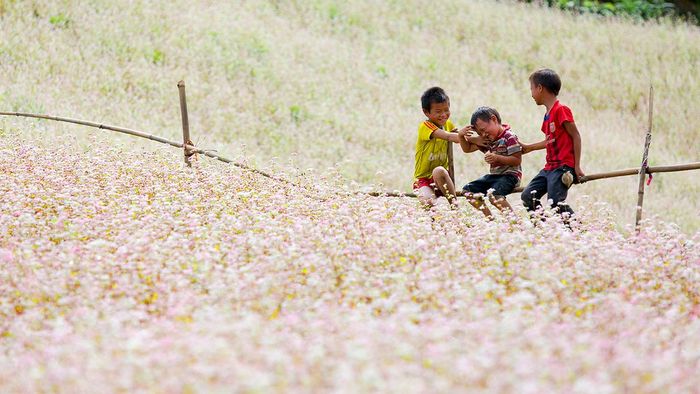 Lễ hội hoa tam giác mạch Hà Giang - Tan chảy trong sắc hoa tam giác mạch