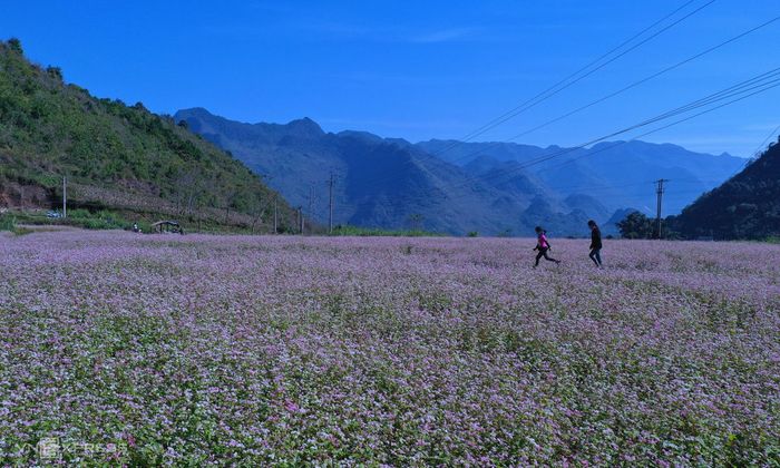 Kinh nghiệm đi Hà Giang mùa nào đẹp nhất trong năm? 8