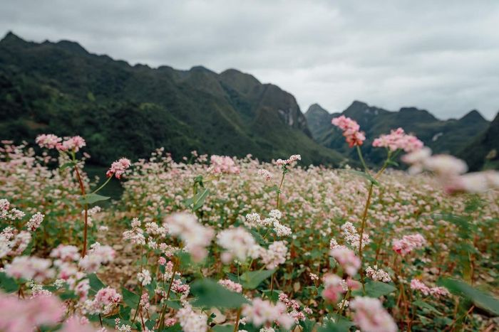 Đánh giá mùa hoa tam giác mạch Hà Giang qua góc quay của Quang Vinh - Yến Trang 12