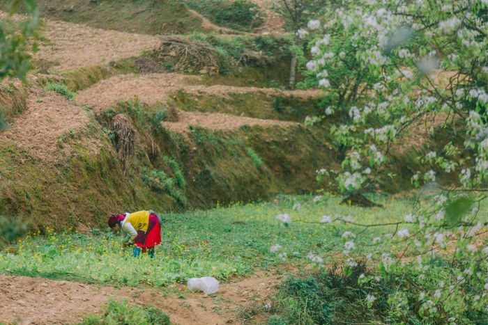 Đánh giá Hà Giang, khám phá cuộc sống hàng ngày tại cao nguyên đá yên bình 8