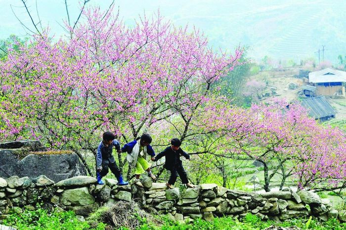 Bí quyết săn hoa đào Hà Giang tháng 3 cho du khách mới nhất 2