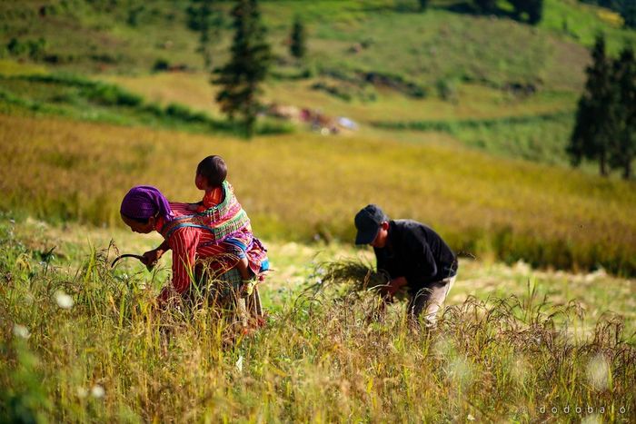 Khám phá Thiên đường Suôi Thầu, một điểm đến tuyệt vời tại Hà Giang