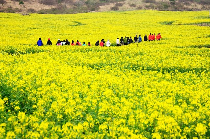 Đánh giá mùa hoa Hà Giang với vẻ đẹp của những loài hoa quyến rũ 7