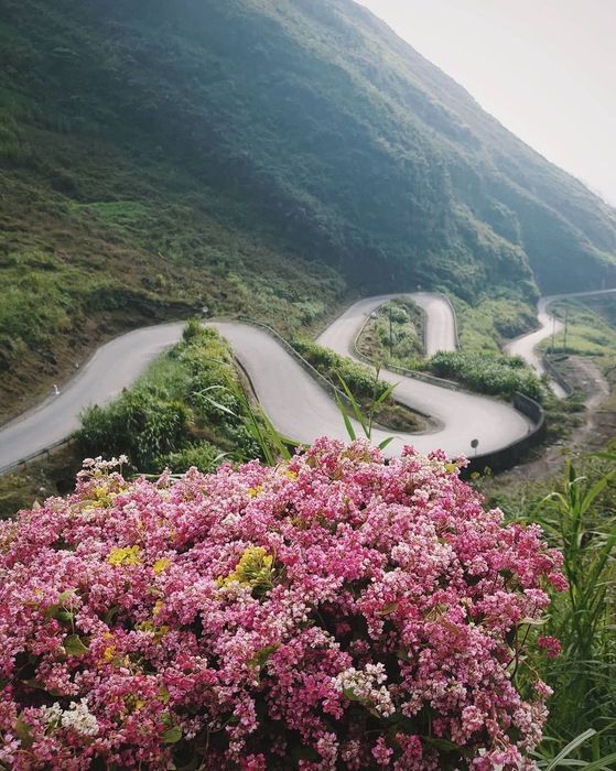 Lắng nghe Hoa Hana đánh giá về Dốc Thẩm Mã qua từng mùa hoa 8