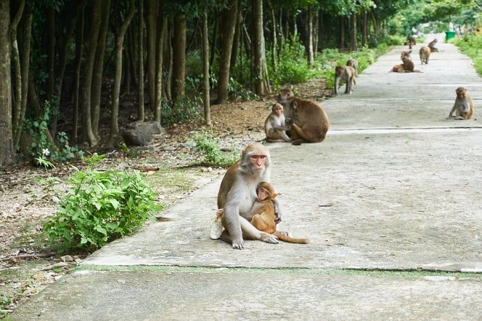 Tham gia lễ hội Hoa Quả Sơn