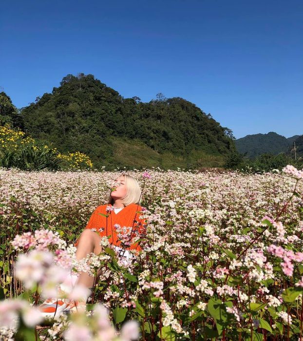 Hoa tam giác mạch Hà Giang, vẻ đẹp tươi mới trên cao nguyên đá