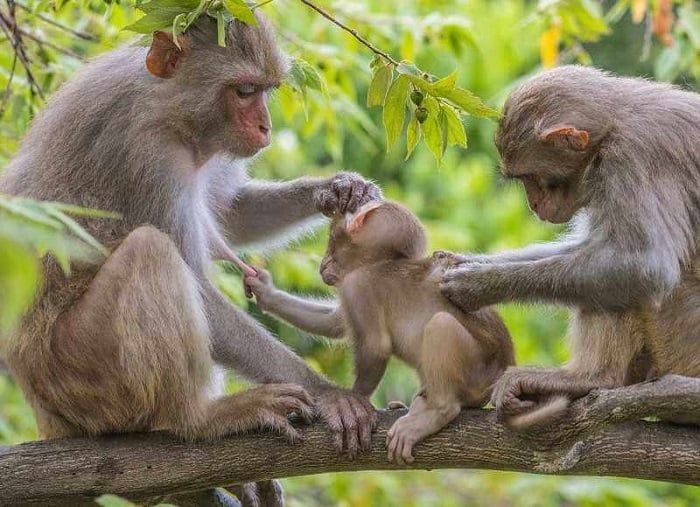 Tham dự lễ hội Hoa Quả Sơn