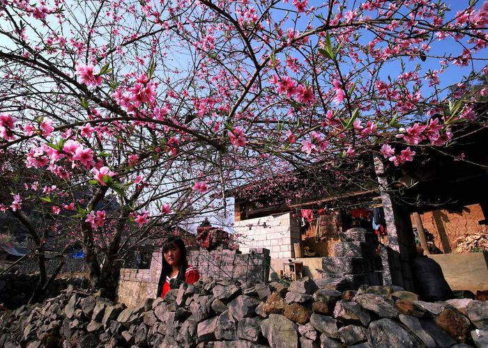 Bí quyết săn hoa đào Hà Giang tháng 3 cho du khách mới nhất 9