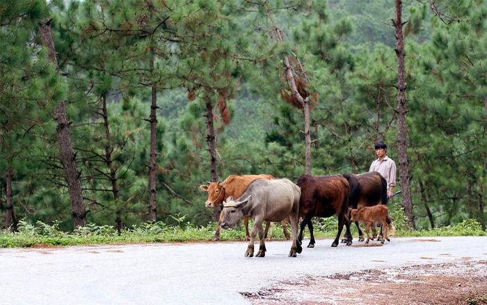 Chia sẻ kinh nghiệm du lịch tự túc Yên Minh - Hà Giang 5