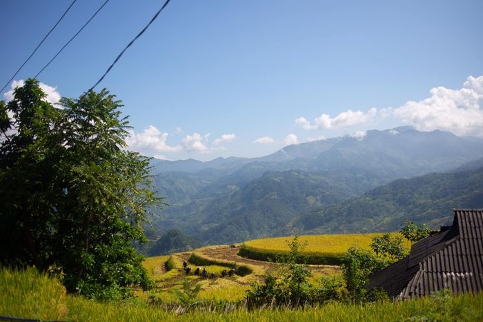 Mùa vàng tại Hoàng Su Phì trở nên cực kỳ lãng mạn qua từng bức ảnh của bạn Thu Hương.