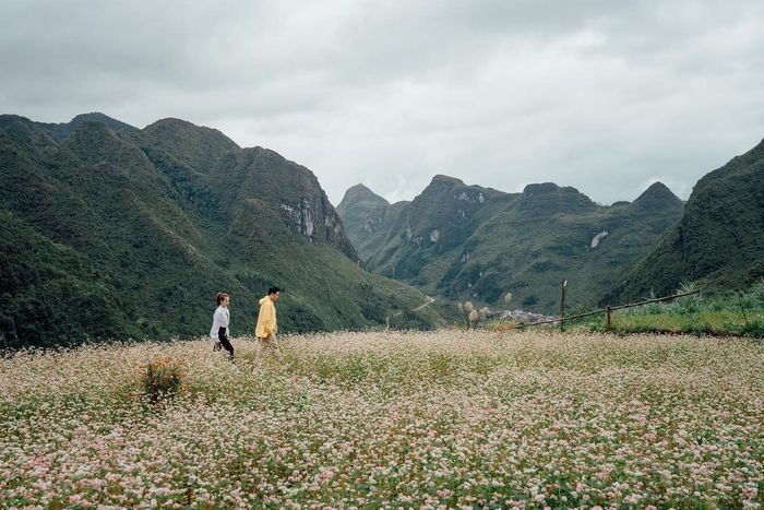 Đánh giá mùa hoa tam giác mạch Hà Giang qua thước phim của Quang Vinh - Yến Trang 14