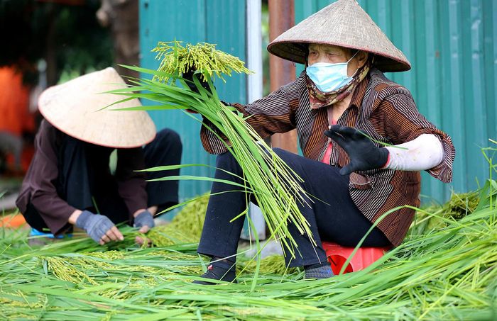 Hương vị mùa thu Hà Nội gói gọn trong cốm làng vòng