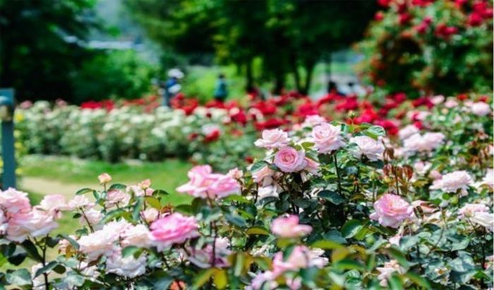 Rose Park - Thế giới hoa hồng giữa lòng Hà Nội