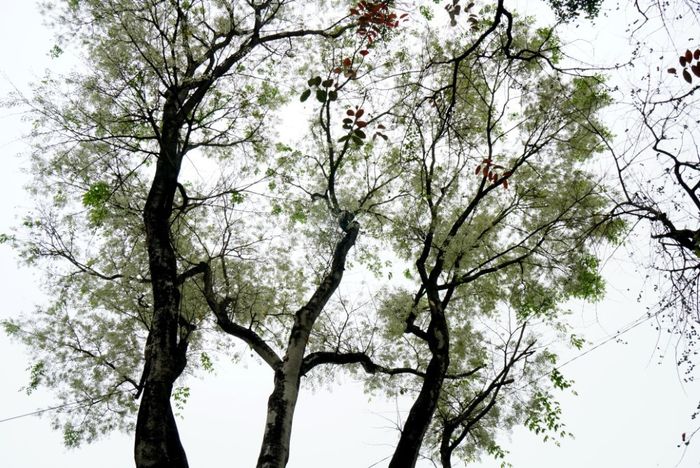 Không gì bằng cảm giác đắm mình giữa mùa hoa sưa Hà Nội 7
