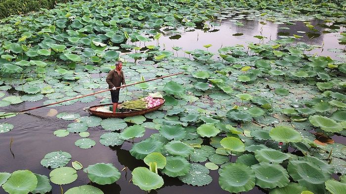 Hãy không bỏ lỡ danh sách top 5 địa điểm chụp sen quanh Hà Nội đẹp nức tiếng này