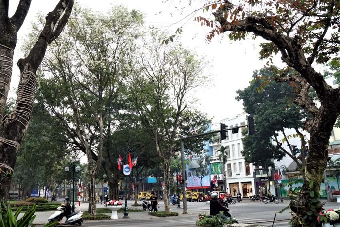 Không gì bằng cảm giác đắm mình giữa mùa hoa sưa Hà Nội 6