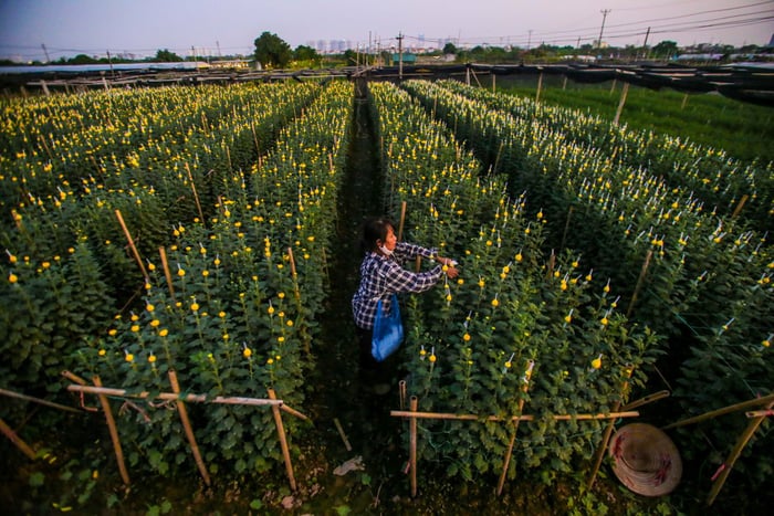 Khám phá lại Làng hoa Tây Tựu - Làng hoa cửa ngõ của Thủ đô