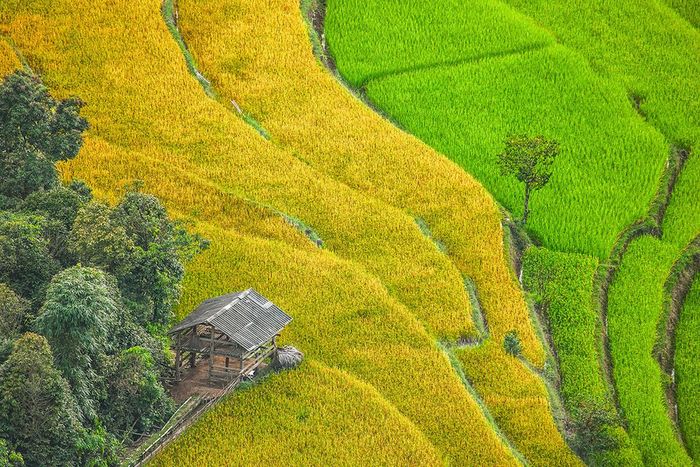 Khám phá sự giao thoa hài hòa giữa màu vàng của lúa chín và màu xanh của mạ non