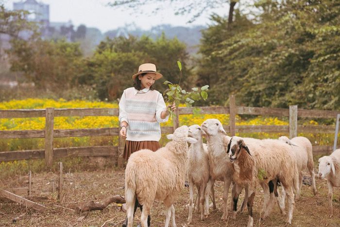 Đắm chìm trong vẻ đẹp của thảo nguyên hoa Long Biên