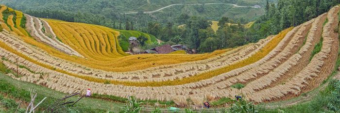 ``Về Nậm Ty vào mùa lúa chín tại Hoàng Su Phì 7``