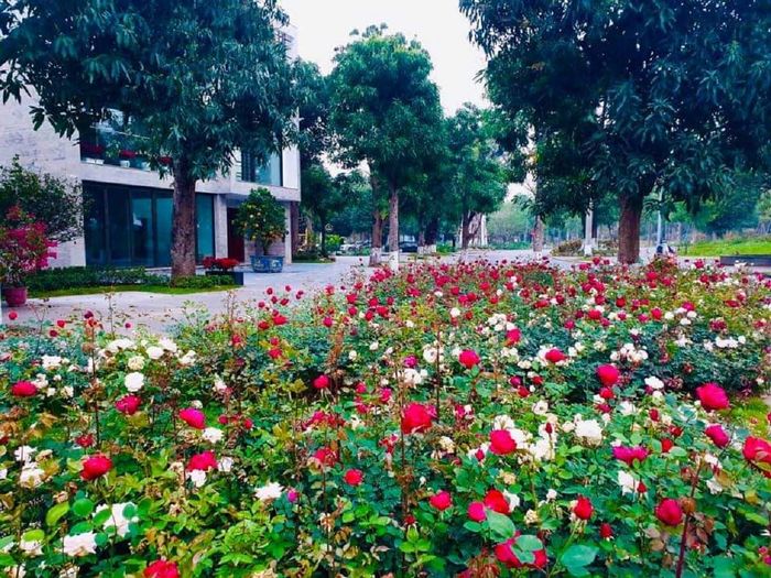 Rose Park - Lối vào thần tiên của Hà Nội