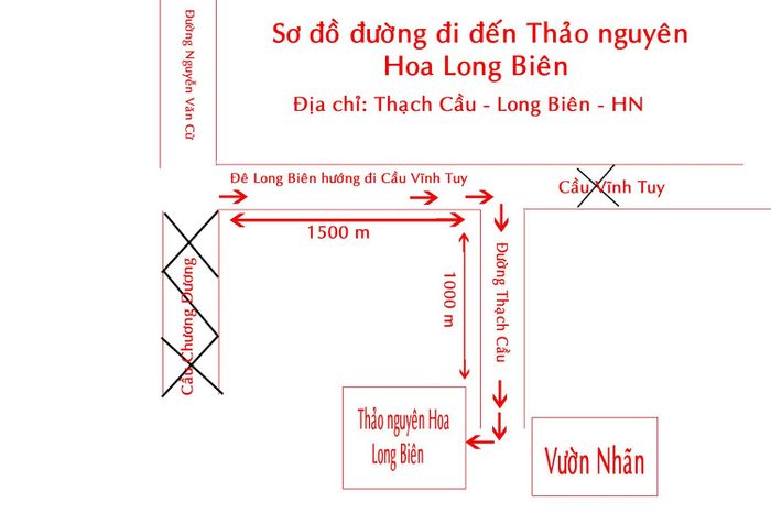 Đắm chìm trong vẻ đẹp của thảo nguyên hoa Long Biên