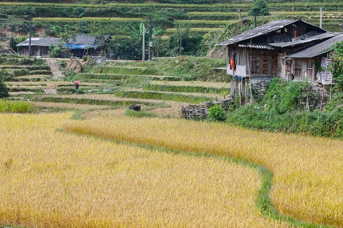 ``Về Nậm Ty vào mùa lúa chín tại Hoàng Su Phì 6``