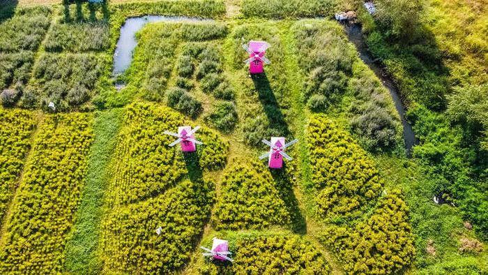 Thảo nguyên hoa Long Biên, không gian thơm ngát, rực rỡ ở Hà Nội 6