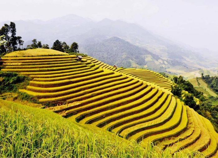 Khám phá vẻ đẹp thơ mộng của ruộng bậc thang mùa lúa chín tại Hoàng Su Phì