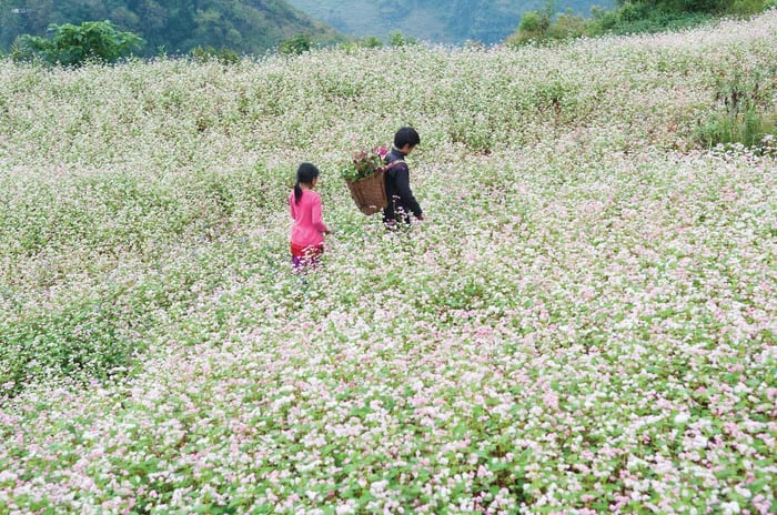 Khám phá vẻ đẹp kỳ diệu của ruộng bậc thang mùa lúa chín tại Hoàng Su Phì