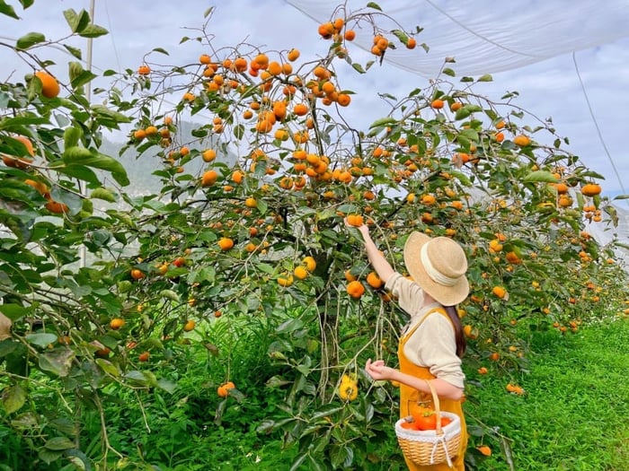 Đồi chè Cầu Đất