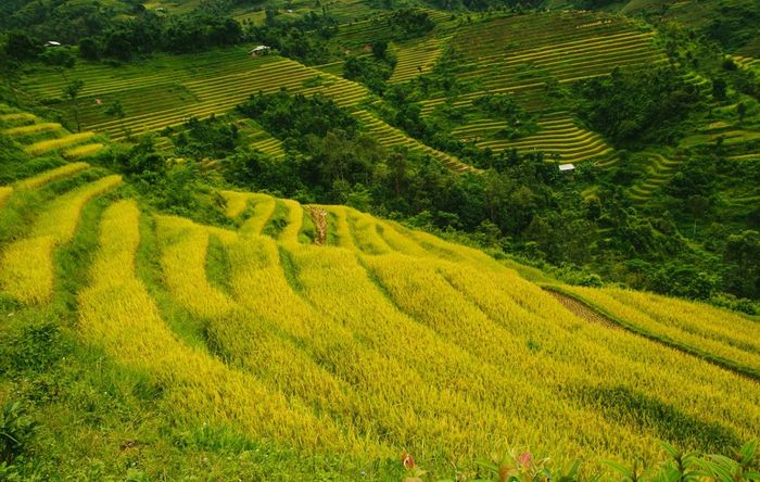 Khám phá vẻ đẹp kỳ diệu của ruộng bậc thang mùa lúa chín tại Hoàng Su Phì